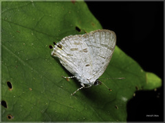 Sinthusa chandrana