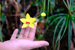 Spathoglottis kimballiana