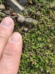Crassula mataikona