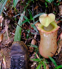 Nepenthes sibuyanensis