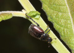 Hoplia