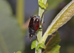 Hoplia