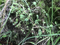 Leptinella squalida squalida