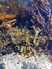 Xiphophora chondrophylla