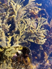 Xiphophora chondrophylla