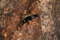 Quedius dilatatus