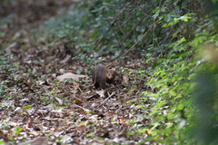 Crossarchus platycephalus