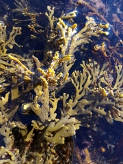 Xiphophora chondrophylla