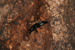 Quedius dilatatus
