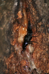 Quedius dilatatus