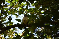 Leucopternis semiplumbeus