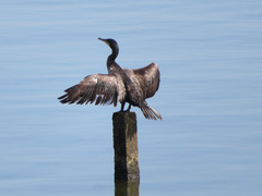 Phalacrocorax carbo hanedae