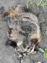 Nyctereutes procyonoides