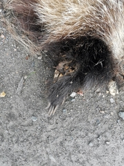 Nyctereutes procyonoides