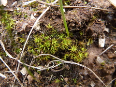 Didymodon torquatus