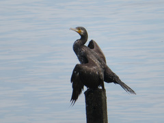 Phalacrocorax carbo hanedae