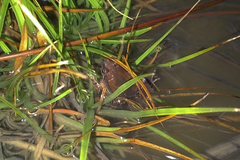 Microhyla mukhlesuri