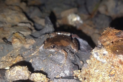 Microhyla mukhlesuri