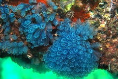 Clavelina moluccensis
