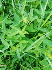 Trifolium alpestre