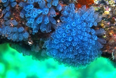 Clavelina moluccensis