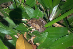 Microhyla mukhlesuri