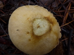Austroboletus occidentalis
