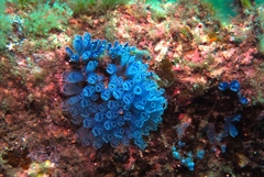 Clavelina moluccensis