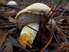 Austroboletus occidentalis