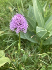 Traunsteinera globosa