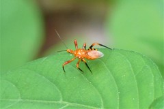 Sphedanolestes xiongi