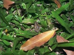 Microhyla mukhlesuri