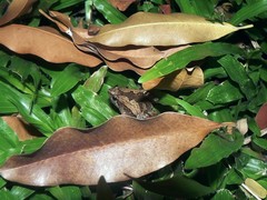 Microhyla mukhlesuri