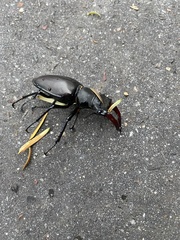 Lucanus cervus
