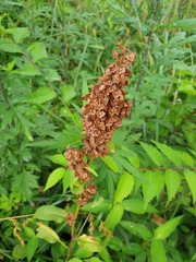 Rumex japonicus