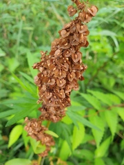 Rumex japonicus