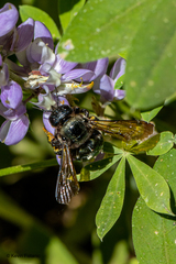Xylocopa californica