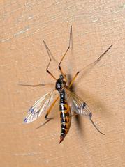 Dictenidia bimaculata