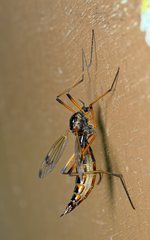 Dictenidia bimaculata