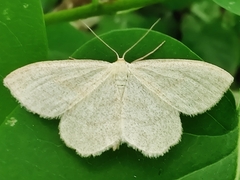 Scopula ternata