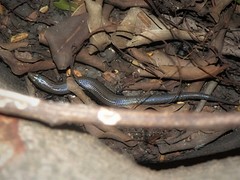 Lygosoma