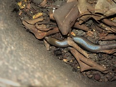 Lygosoma