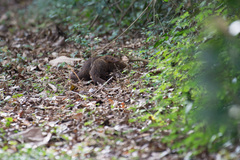 Crossarchus platycephalus