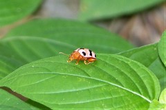 Podontia affinis