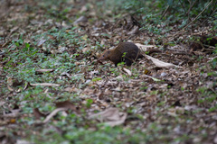 Crossarchus platycephalus