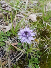 Globularia cordifolia