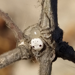 Firmicus bragantinus