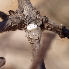 Firmicus bragantinus