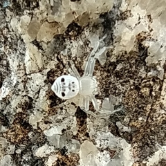 Firmicus bragantinus