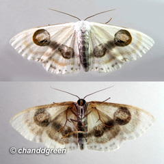 Problepsis conjunctiva